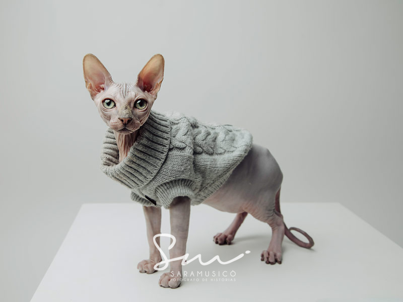 gato sphynx retrato en estudio