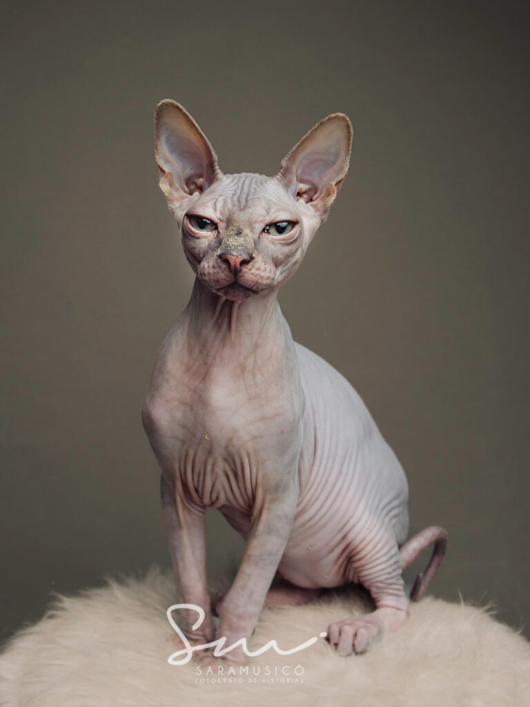 fotografía artística gato sin pelo sphynx