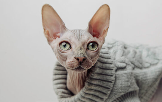 Fotografía de gatos Sphynx: la belleza única de los gatos sin pelo