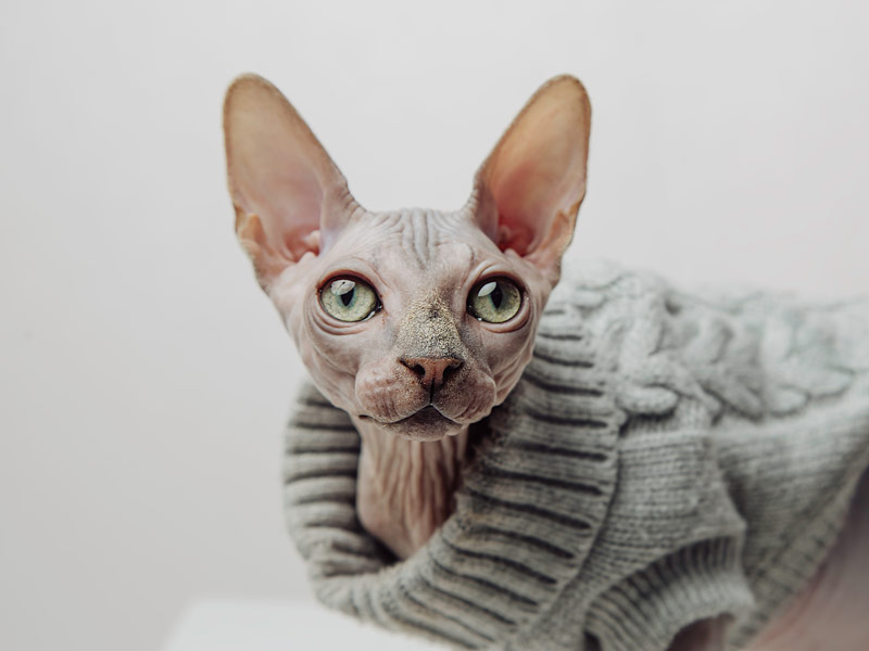 detalle rostro gato sphynx