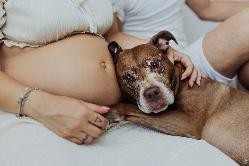 fotos embarazo con perro